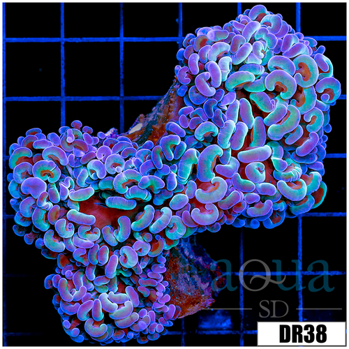 Aussie Wall Hammer Colony