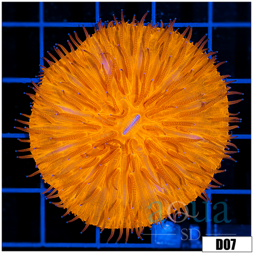 Orange Plate Coral
