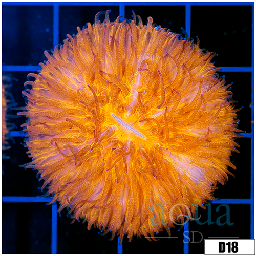 Orange Plate Coral