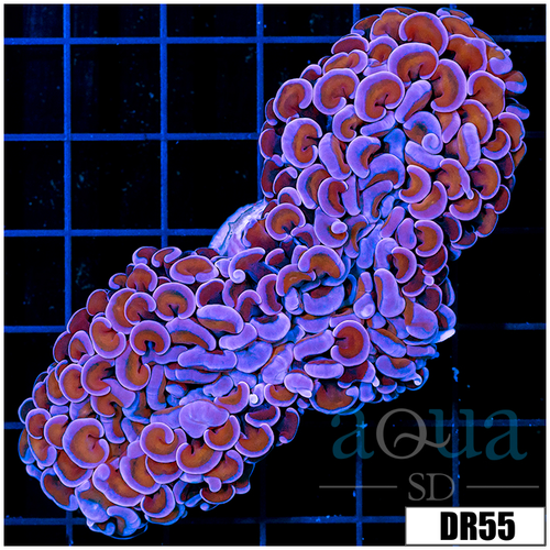 Aussie Wall Hammer Colony
