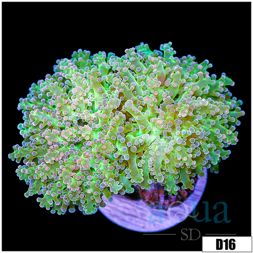 Avocado Frogspawn