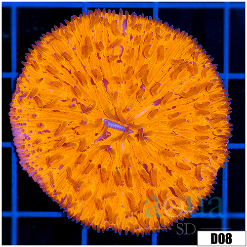 Orange Plate Coral