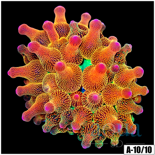 ASD Rainbow Bubble Tip Anemone (2 Inch)