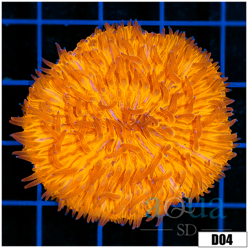 Orange Plate Coral