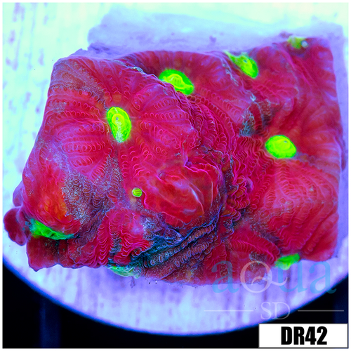 Aussie War Coral Favia