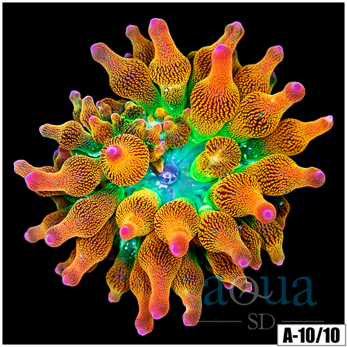 ASD Rainbow Bubble Tip Anemone (2 Inch)