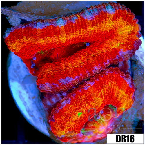 ASD Rainbow Acan Lord