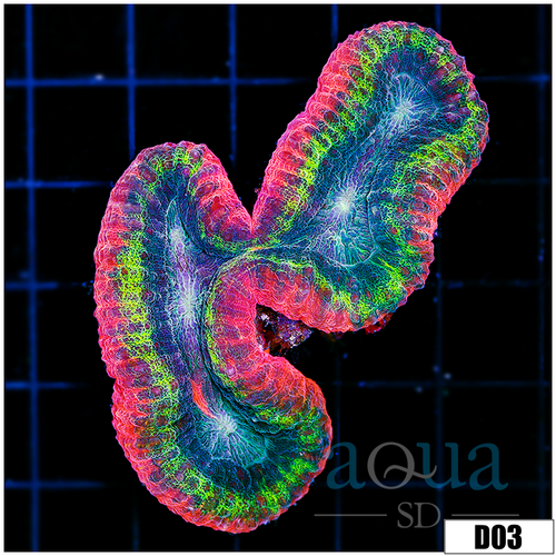 Bubble Gum Rim Symphyllia