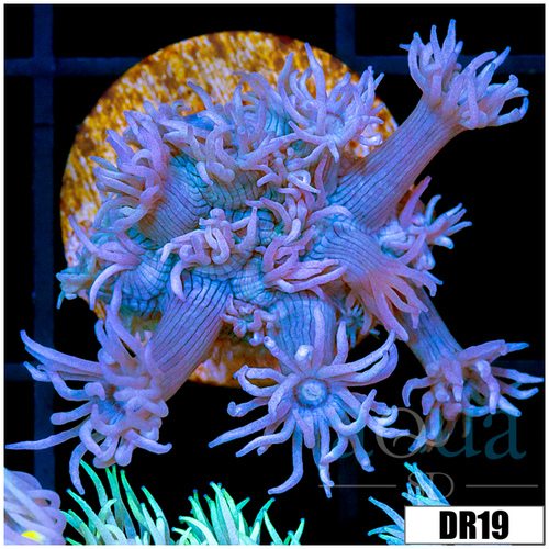 Enchanted Tips Goniopora