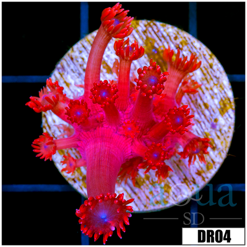 ASD Red Goniopora