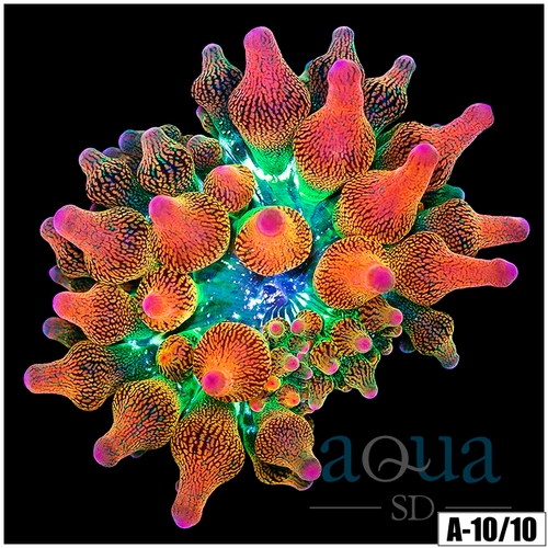 ASD Rainbow Bubble Tip Anemone (2 Inch)