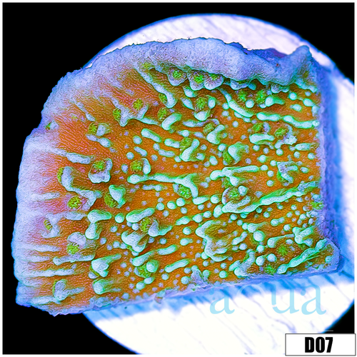 Green Monti Cap