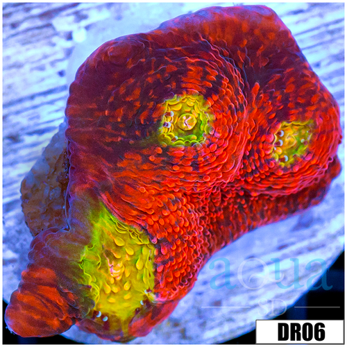 ASD Rainbow Chili Flakes Chalice