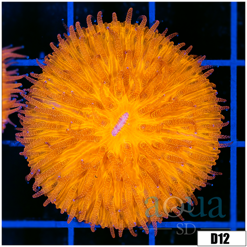 Orange Plate Coral
