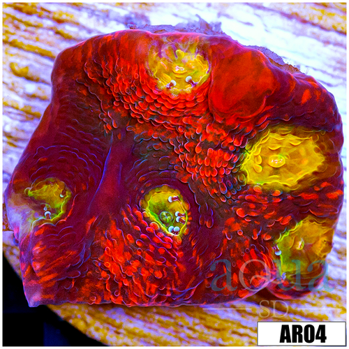 ASD Rainbow Chliflakes Chalice