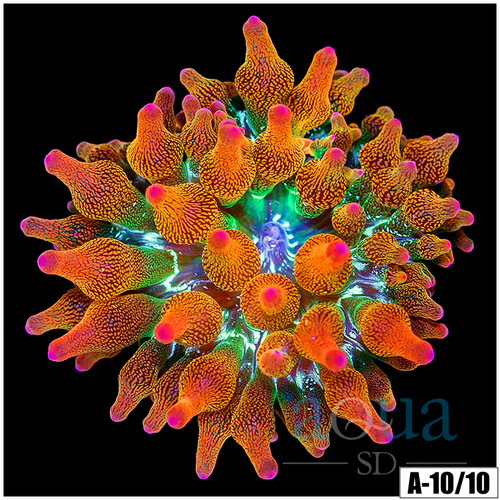 ASD Rainbow Bubble Tip Anemone
