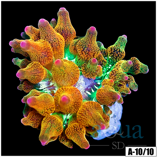 ASD Rainbow Bubble Tip Anemone