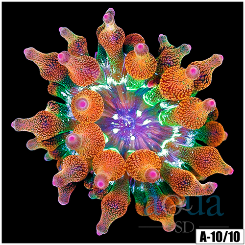 ASD Rainbow Bubble Tip Anemone
