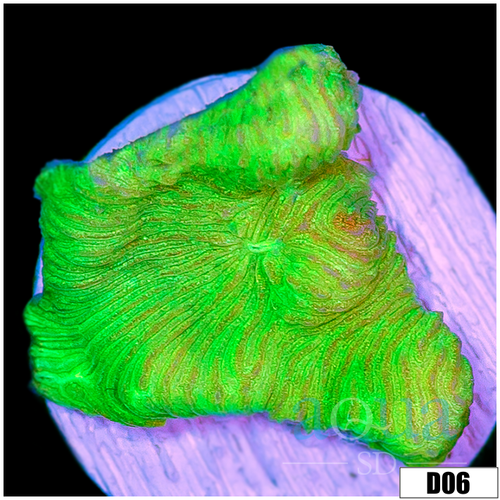 Neon Leptoseris