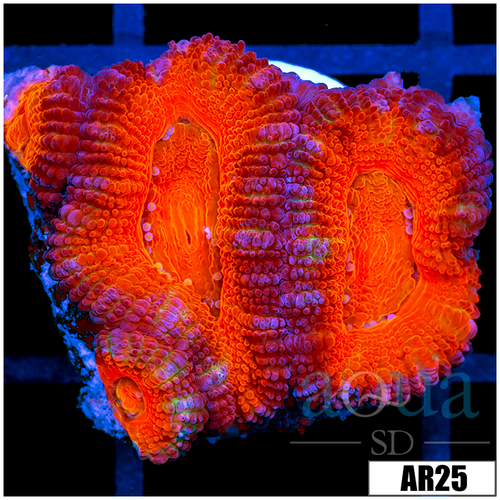 Peppermint Candy Acan Lord