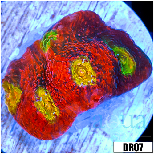Rainbow Chili Flakes Chalice