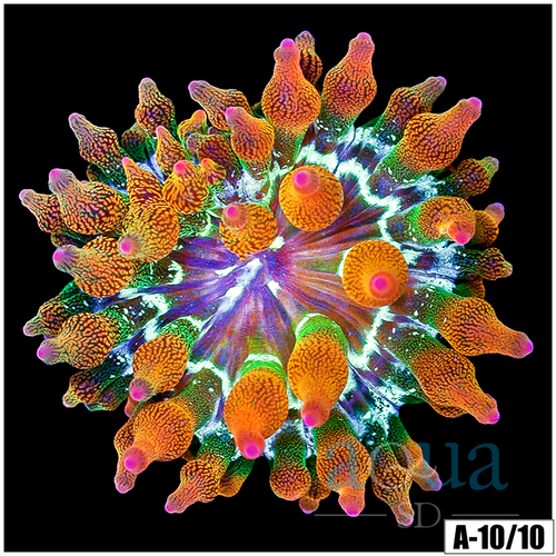 ASD Rainbow Bubble Tip Anemone