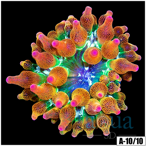 ASD Rainbow Bubble Tip Anemone