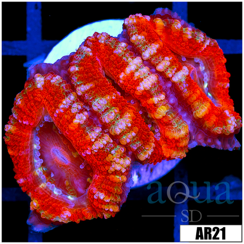 Peppermint Candy Acan Lord