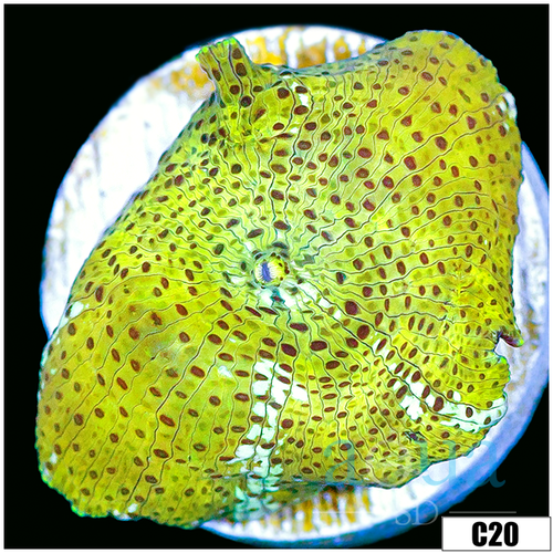 Yellow Leopard Discosoma