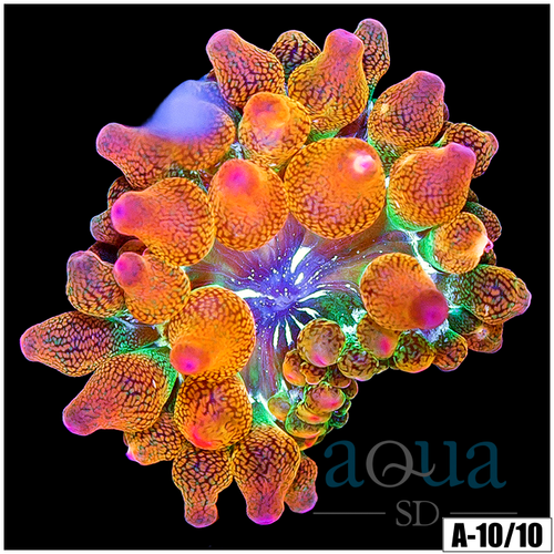 ASD Rainbow Bubble Tip Anemone