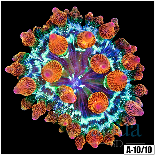 ASD Rainbow Bubble Tip Anemone