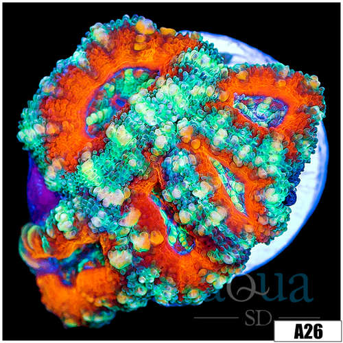 Teal Claw Acan Lord
