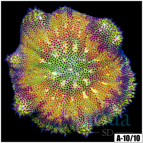Orange Maxi Mini Carpet Anemone