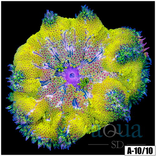 Yellow Maxi Mini Carpet Anemone