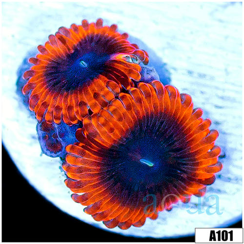 Lunar Eclipse Zoas