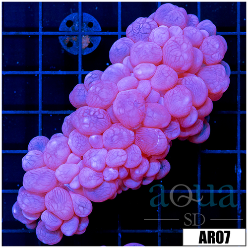 Purple Bubble Coral