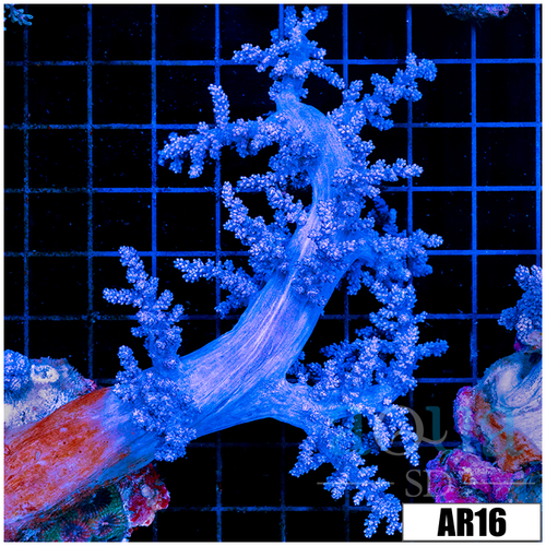 Purple Nephthea Tree Coral