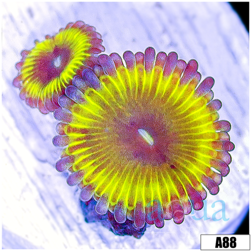 Chiquita Zoanthids