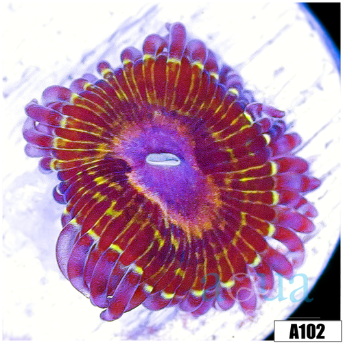 Chiquita Zoas