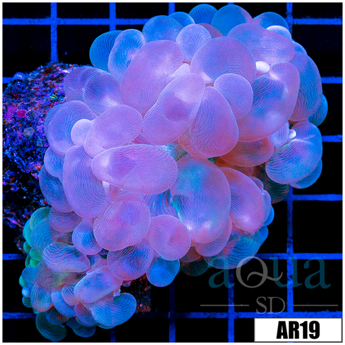 Purple Bubble Coral