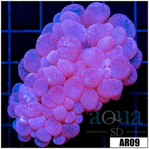 Purple Bubble Coral
