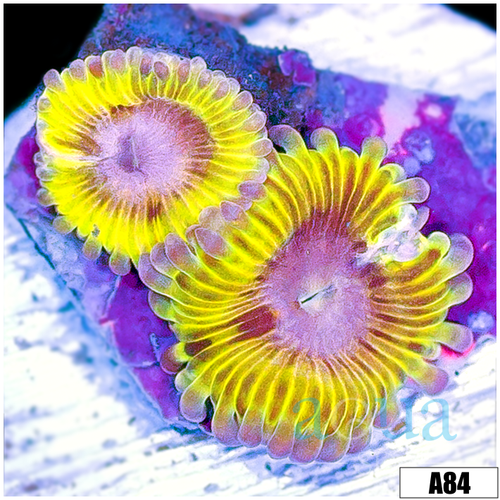 Chiquita Zoanthids