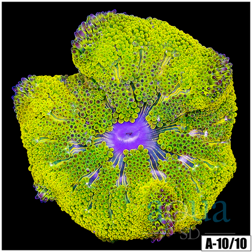 Yellow Maxi Mini Carpet Anemone