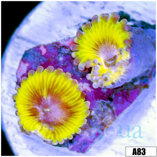Chiquita Zoanthids