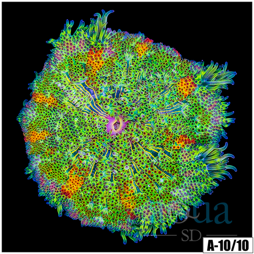 Orange Ring Maxi Mini Carpet Anemone
