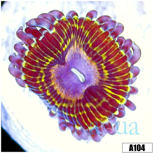 Chiquita Zoas