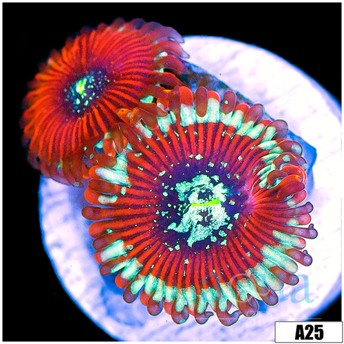 ASD Magician Zoanthids