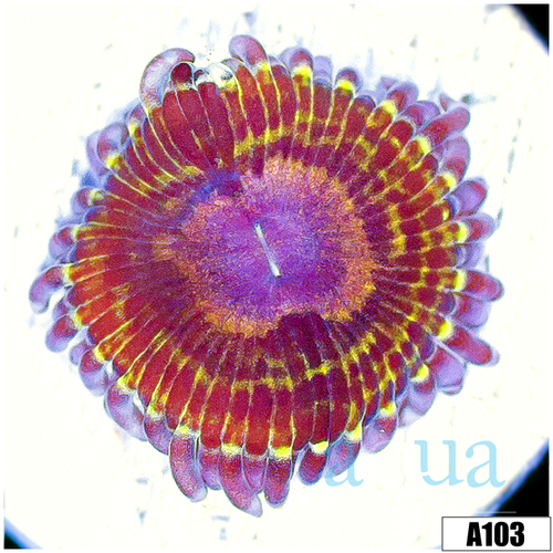 Chiquita Zoas