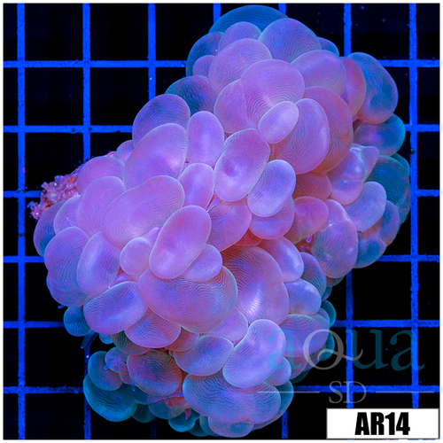 Purple Bubble Coral