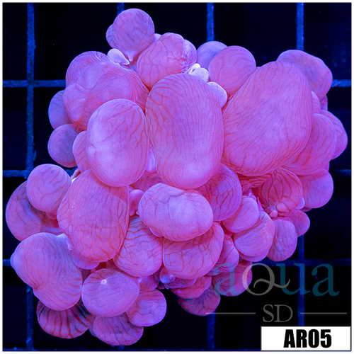 Purple Bubble Coral